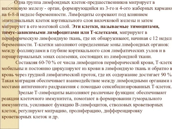 Одна группа лимфоидных клеток-предшественников мигрирует в вилочковую железу - орган, формирующийся