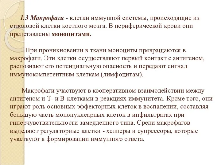 1.3 Макрофаги - клетки иммунной системы, происходящие из стволовой клетки костного