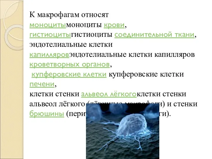 К макрофагам относят моноцитымоноциты крови, гистиоцитыгистиоциты соединительной ткани, эндотелиальные клетки капилляровэндотелиальные