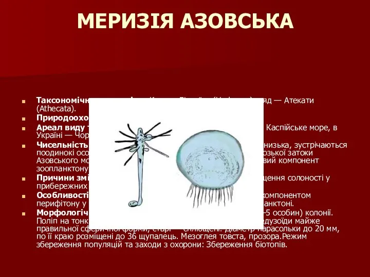 МЕРИЗІЯ АЗОВСЬКА Таксономічна належність:Клас — Гідроїди (Hydrozoa), ряд — Атекати (Athecata).