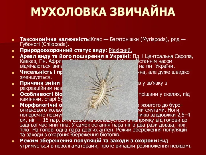 МУХОЛОВКА ЗВИЧАЙНА Таксономічна належність:Клас — Багатоніжки (Myriapoda), ряд — Губоногі (Chilopoda).