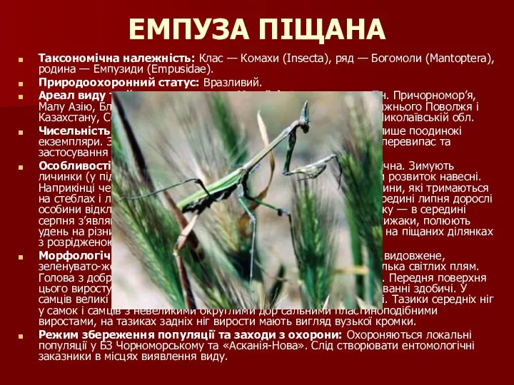 ЕМПУЗА ПІЩАНА Таксономічна належність: Клас — Комахи (Insecta), ряд — Богомоли