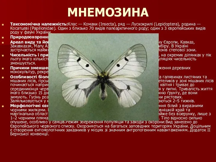 МНЕМОЗИНА Таксономічна належність:Клас — Комахи (Insecta), ряд — Лускокрилі (Lepidoptera), родина