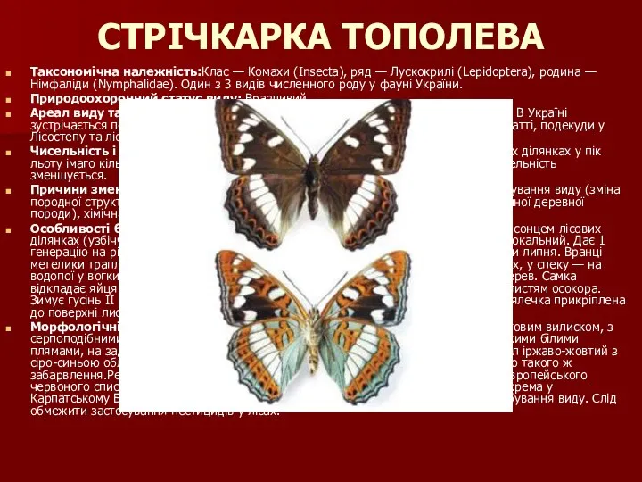 СТРІЧКАРКА ТОПОЛЕВА Таксономічна належність:Клас — Комахи (Insecta), ряд — Лускокрилі (Lepidoptera),