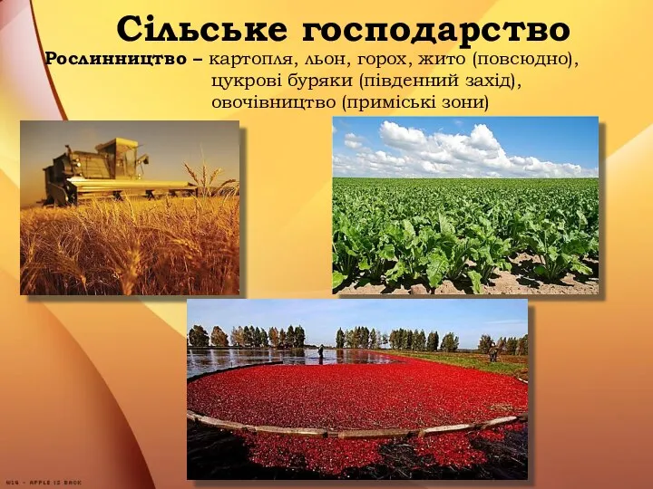 Сільське господарство Рослинництво – картопля, льон, горох, жито (повсюдно), цукрові буряки (південний захід), овочівництво (приміські зони)