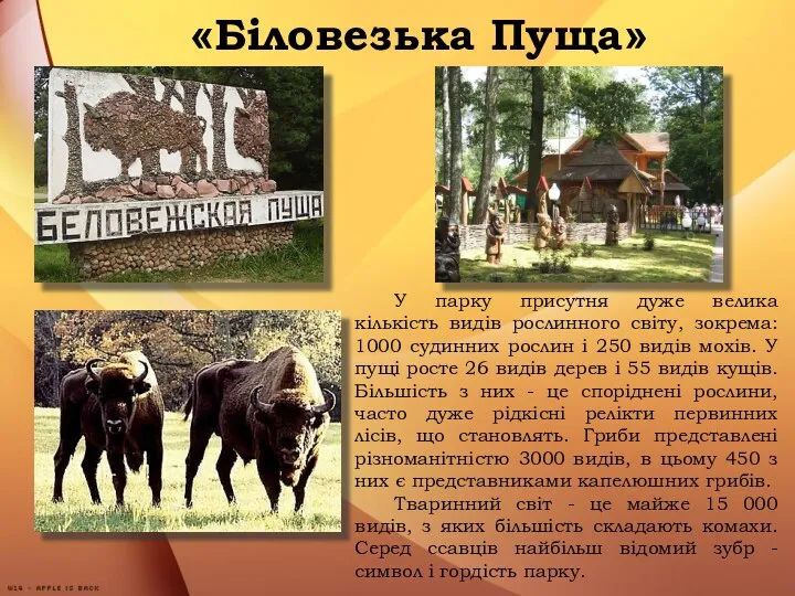 «Біловезька Пуща» У парку присутня дуже велика кількість видів рослинного світу,