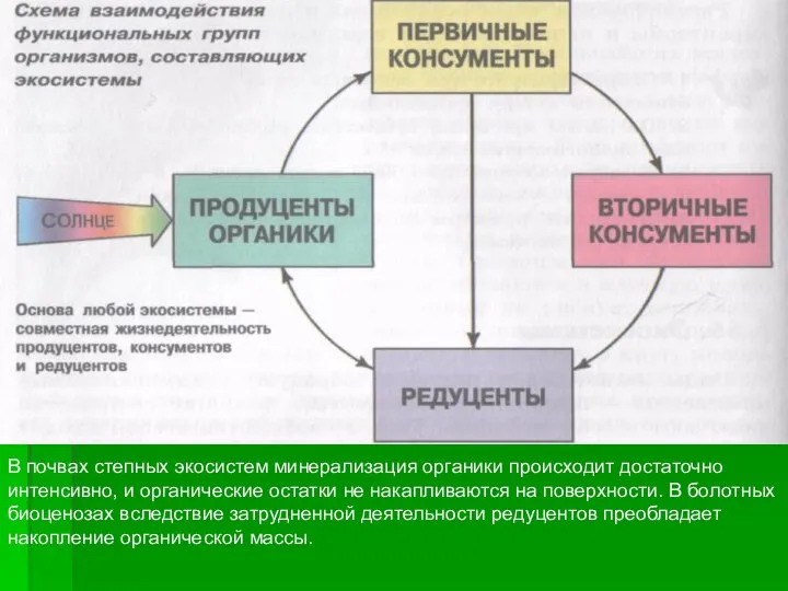 В почвах степных экосистем минерализация органики происходит достаточно интенсивно, и органические