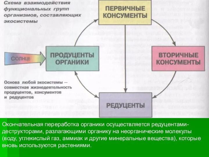 Окончательная переработка органики осуществляется редуцентами-деструкторами, разлагающими органику на неорганические молекулы (воду,