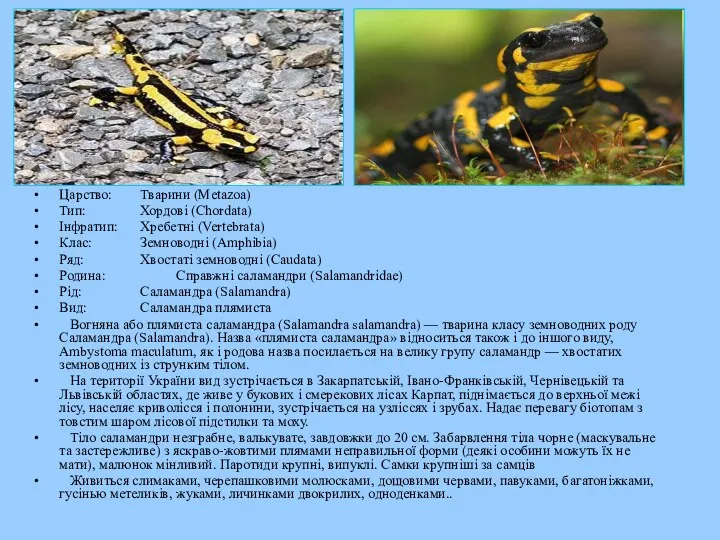 Царство: Тварини (Metazoa) Тип: Хордові (Chordata) Інфратип: Хребетні (Vertebrata) Клас: Земноводні