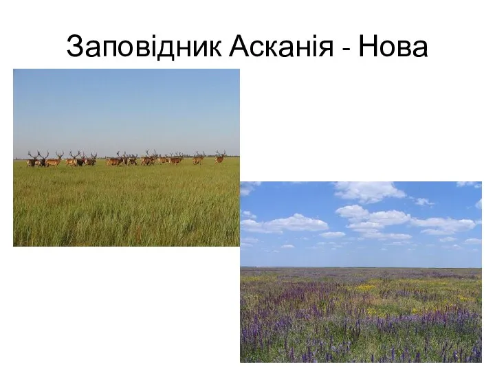 Заповідник Асканія - Нова