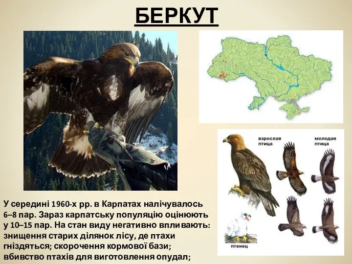 БЕРКУТ У середині 1960-х рр. в Карпатах налічувалось 6–8 пар. Зараз