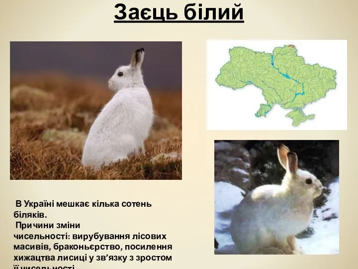 Заєць білий В Україні мешкає кілька сотень біляків. Причини зміни чисельності: