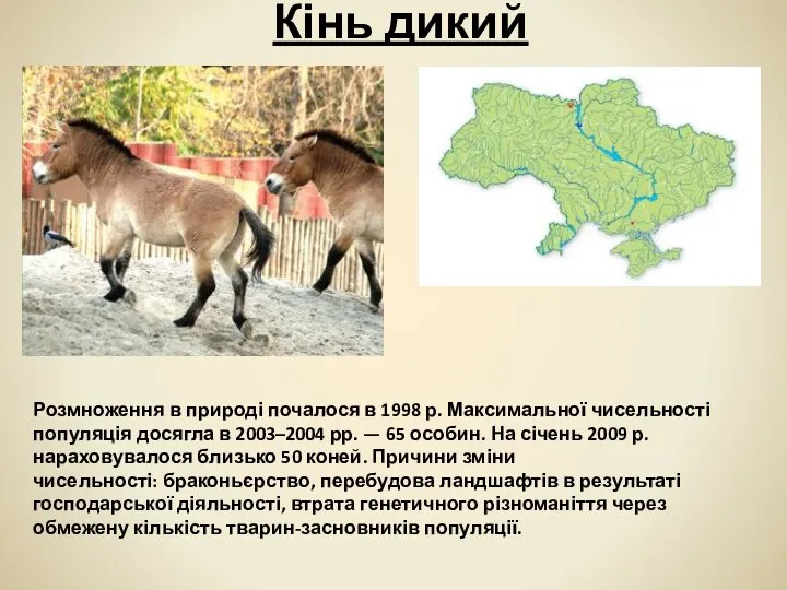 Кінь дикий Розмноження в природі почалося в 1998 р. Максимальної чисельності