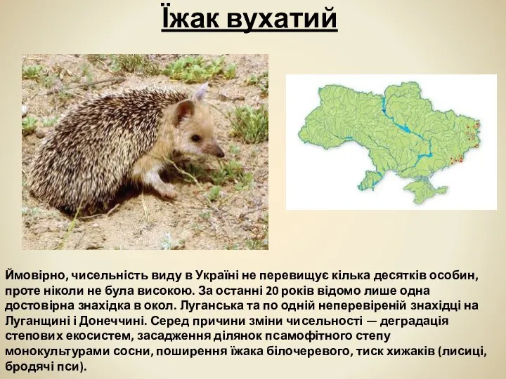 Їжак вухатий Ймовірно, чисельність виду в Україні не перевищує кілька десятків