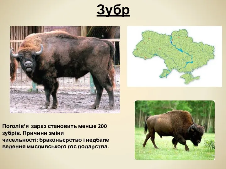 Зубр Поголів’я зараз становить менше 200 зубрів. Причини зміни чисельності: браконьєрство