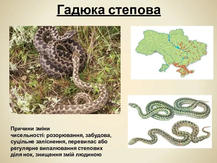 Гадюка степова Причини зміни чисельності: розорювання, забудова, суцільне заліснення, перевипас або