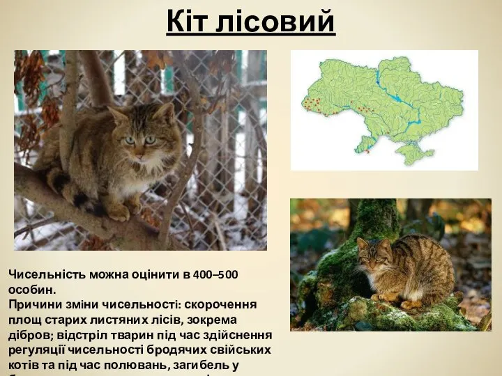 Кіт лісовий Чисельність можна оцінити в 400–500 особин. Причини змiни чисельностi: