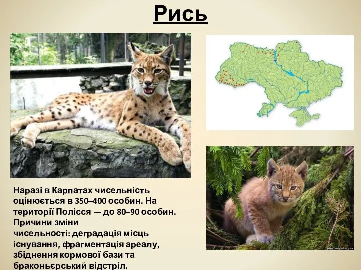 Рись Наразі в Карпатах чисельність оцінюється в 350–400 особин. На території