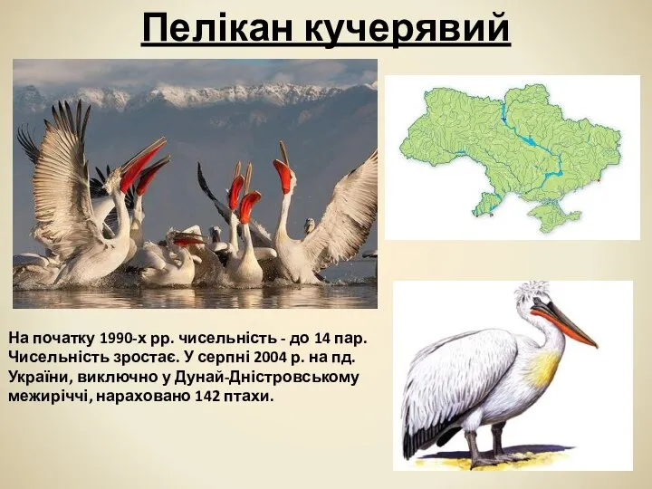 Пелікан кучерявий На початку 1990-х рр. чисельність - до 14 пар.