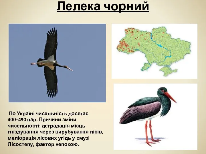 Лелека чорний По Україні чисельність досягає 400–450 пар. Причини зміни чисельності: