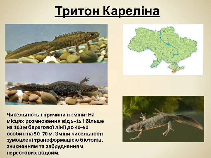 Тритон Кареліна Чисельність і причини її зміни: На місцях розмноження від