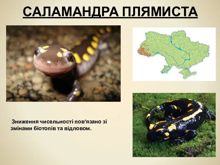 САЛАМАНДРА ПЛЯМИСТА Зниження чисельності пов’язано зі змінами біотопів та відловом.