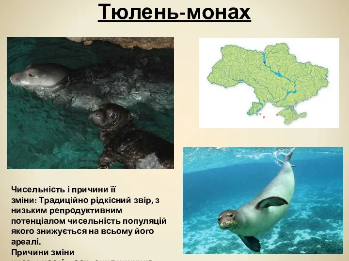 Тюлень-монах Чисельність і причини її зміни: Традиційно рідкісний звір, з низьким