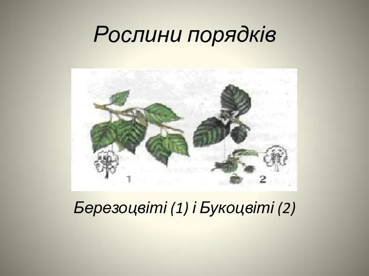 Рослини порядків Березоцвіті (1) і Букоцвіті (2)