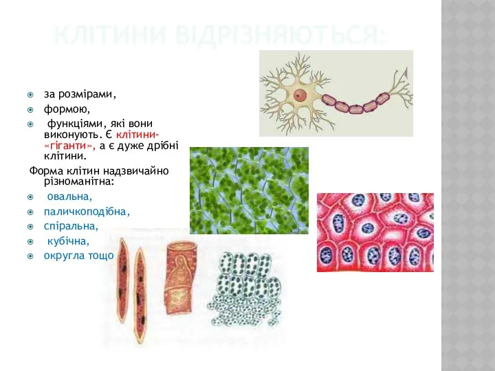 Клітини відрізняються: за розмірами, формою, функціями, які вони виконують. Є клітини-«гіганти»,