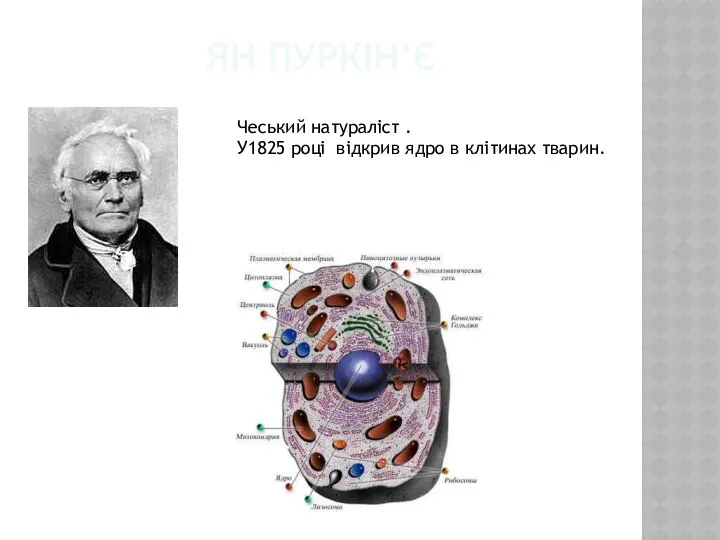 Ян Пуркін’є Чеський натураліст . У1825 році відкрив ядро в клітинах тварин.
