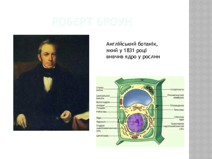 Роберт Броун Англійський ботанік, який у 1831 році вивчив ядро у рослин