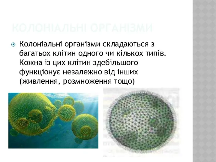 Колоніальні організми Колоніальні організми складаються з багатьох клітин одного чи кількох