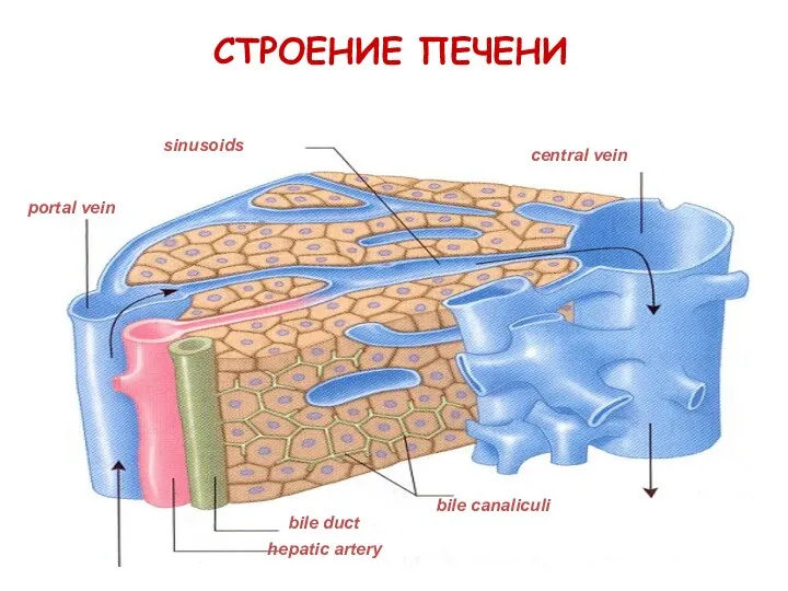 СТРОЕНИЕ ПЕЧЕНИ