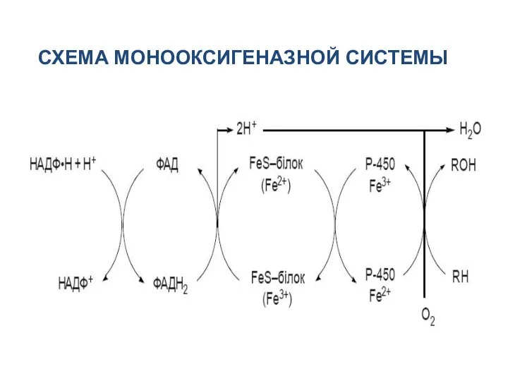 СХЕМА МОНООКСИГЕНАЗНОЙ СИСТЕМЫ