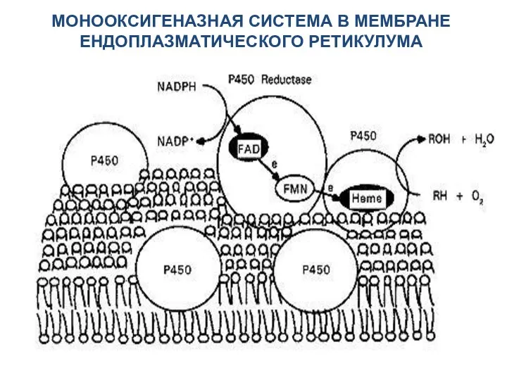 МОНООКСИГЕНАЗНАЯ СИСТЕМА В МЕМБРАНЕ ЕНДОПЛАЗМАТИЧЕСКОГО РЕТИКУЛУМА