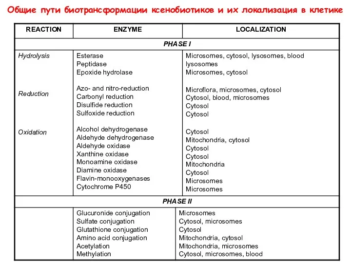 Общие пути биотрансформации ксенобиотиков и их локализация в клетике