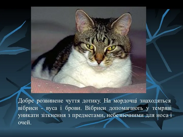 Добре розвинене чуття дотику. На мордочці знаходяться вібриси - вуса і