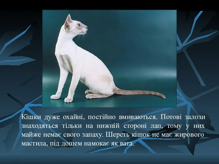 Кішки дуже охайні, постійно вмиваються. Потові залози знаходяться тільки на нижній