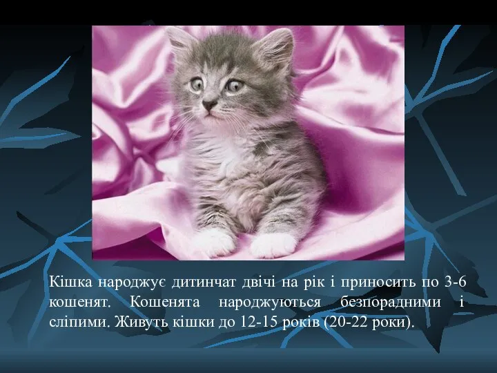 Кішка народжує дитинчат двічі на рік і приносить по 3-6 кошенят.