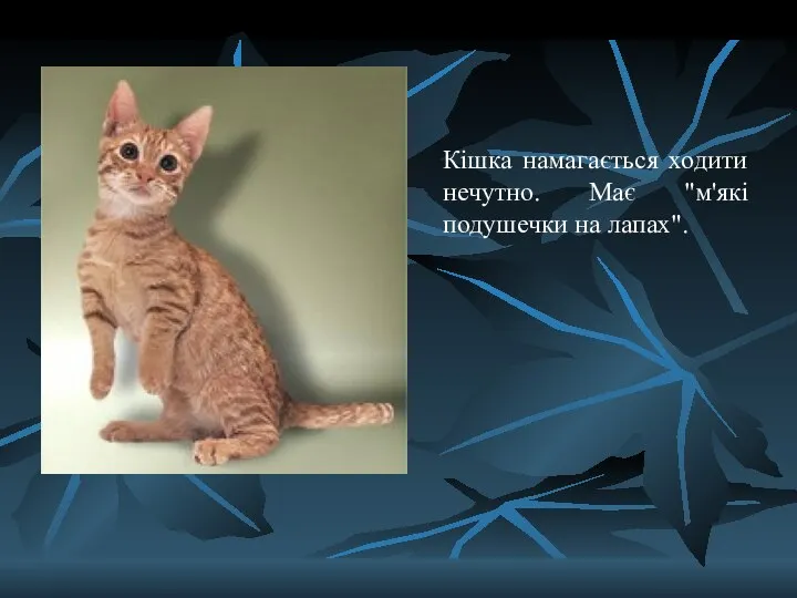 Кішка намагається ходити нечутно. Має "м'які подушечки на лапах".