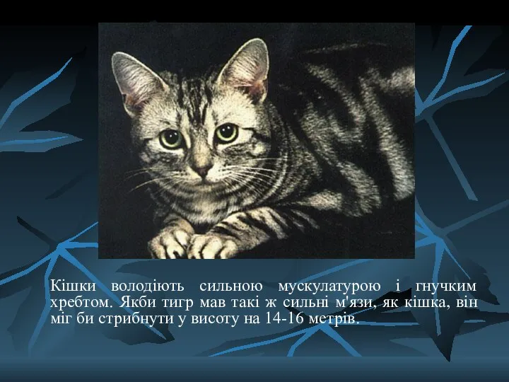 Кішки володіють сильною мускулатурою і гнучким хребтом. Якби тигр мав такі