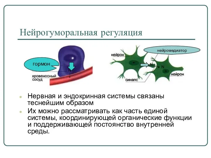 Нейрогуморальная регуляция Нервная и эндокринная системы связаны теснейшим образом Их можно