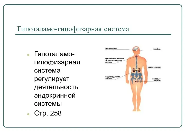 Гипоталамо-гипофизарная система Гипоталамо-гипофизарная система регулирует деятельность эндокринной системы Стр. 258