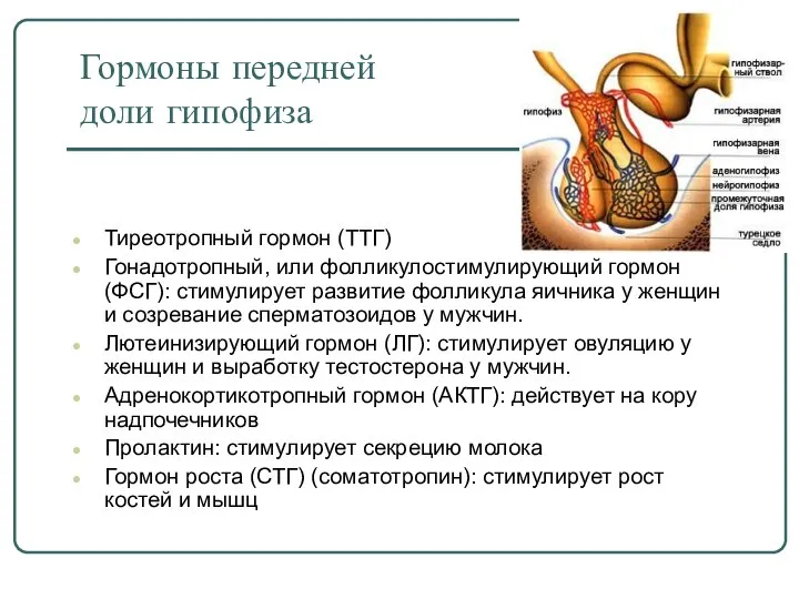 Гормоны передней доли гипофиза Тиреотропный гормон (ТТГ) Гонадотропный, или фолликулостимулирующий гормон