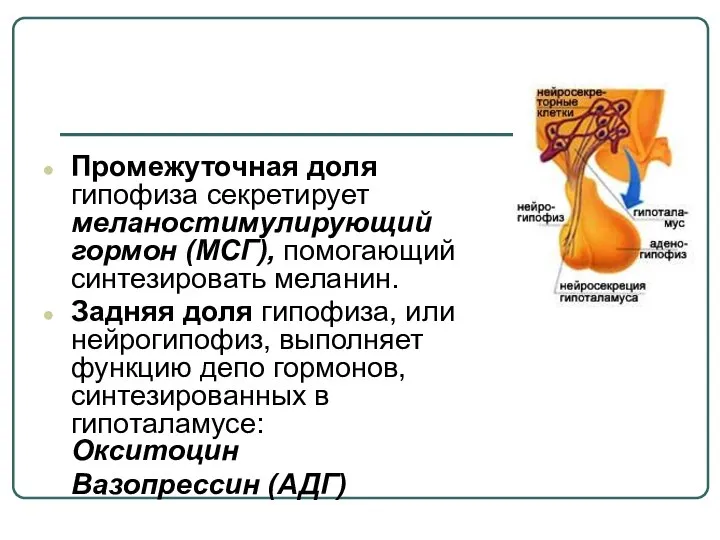 Промежуточная доля гипофиза секретирует меланостимулирующий гормон (МСГ), помогающий синтезировать меланин. Задняя