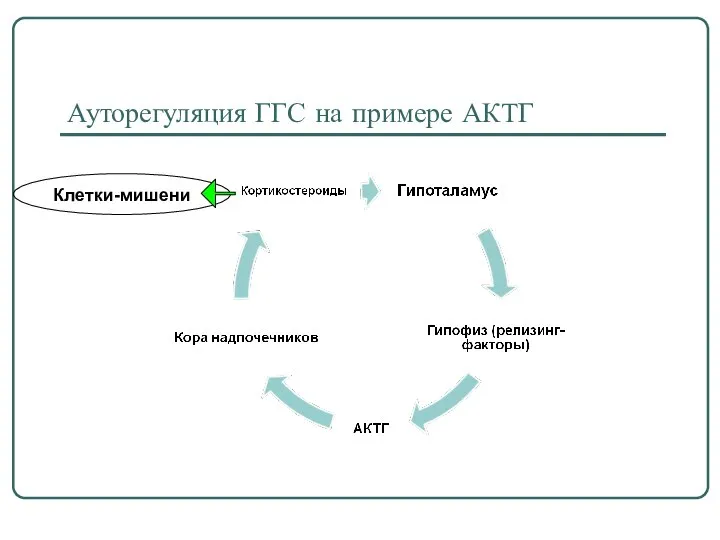 Ауторегуляция ГГС на примере АКТГ Клетки-мишени