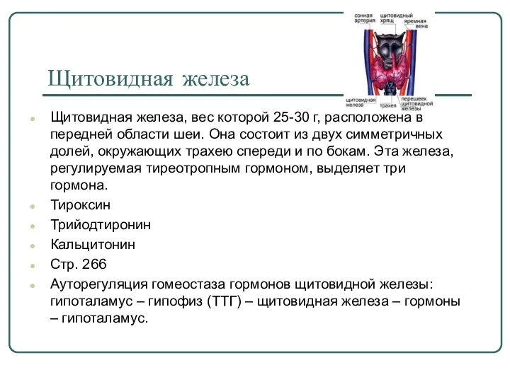 Щитовидная железа Щитовидная железа, вес которой 25-30 г, расположена в передней