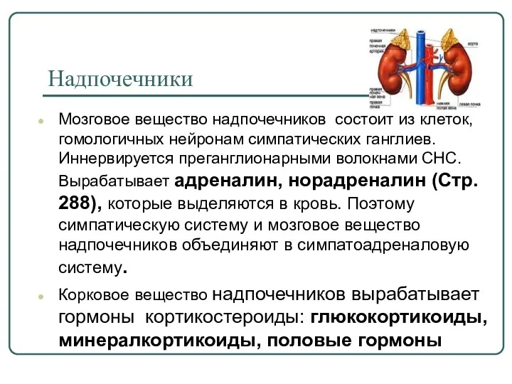 Надпочечники Мозговое вещество надпочечников состоит из клеток, гомологичных нейронам симпатических ганглиев.