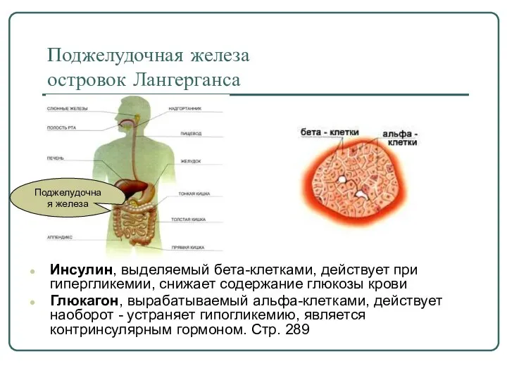 Поджелудочная железа островок Лангерганса Инсулин, выделяемый бета-клетками, действует при гипергликемии, снижает