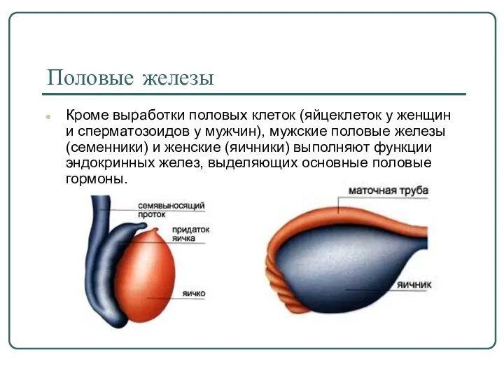 Половые железы Кроме выработки половых клеток (яйцеклеток у женщин и сперматозоидов